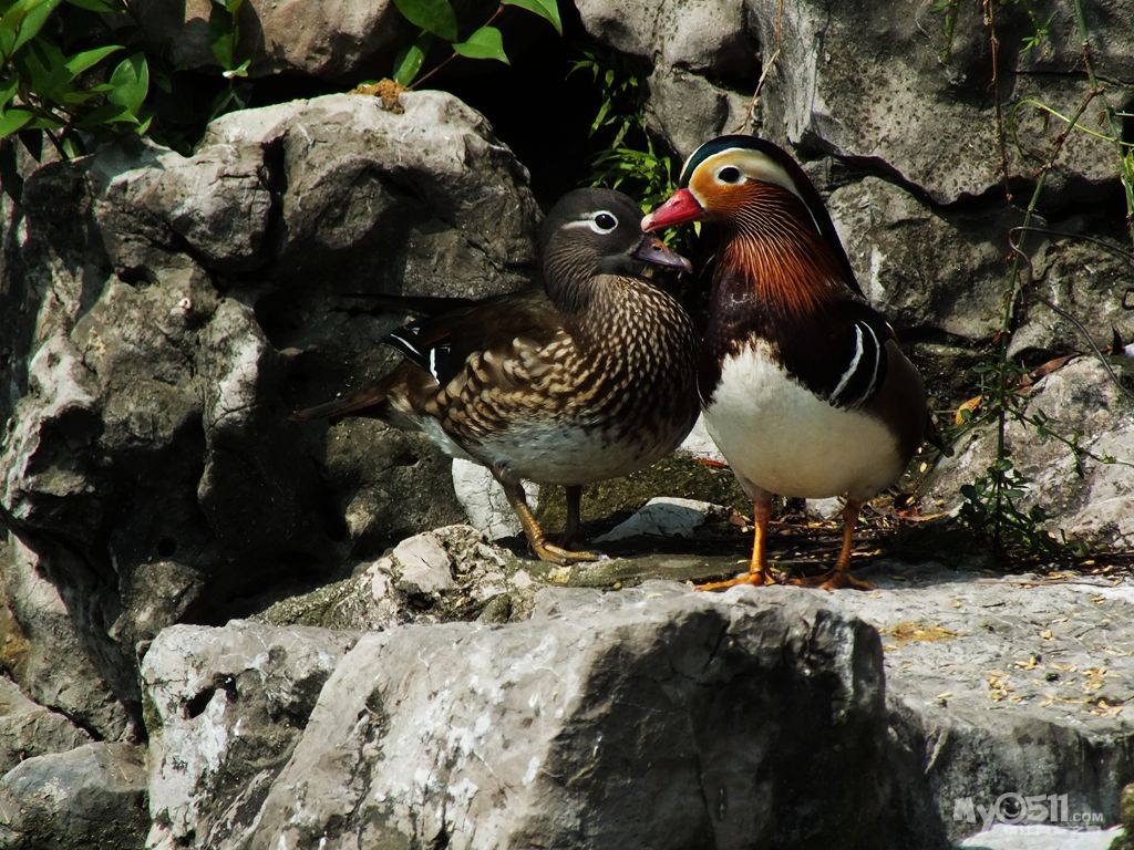 在瞻园的的池塘里,养着两对鸳鸯,它们成双成对,恩恩爱爱不离不弃.