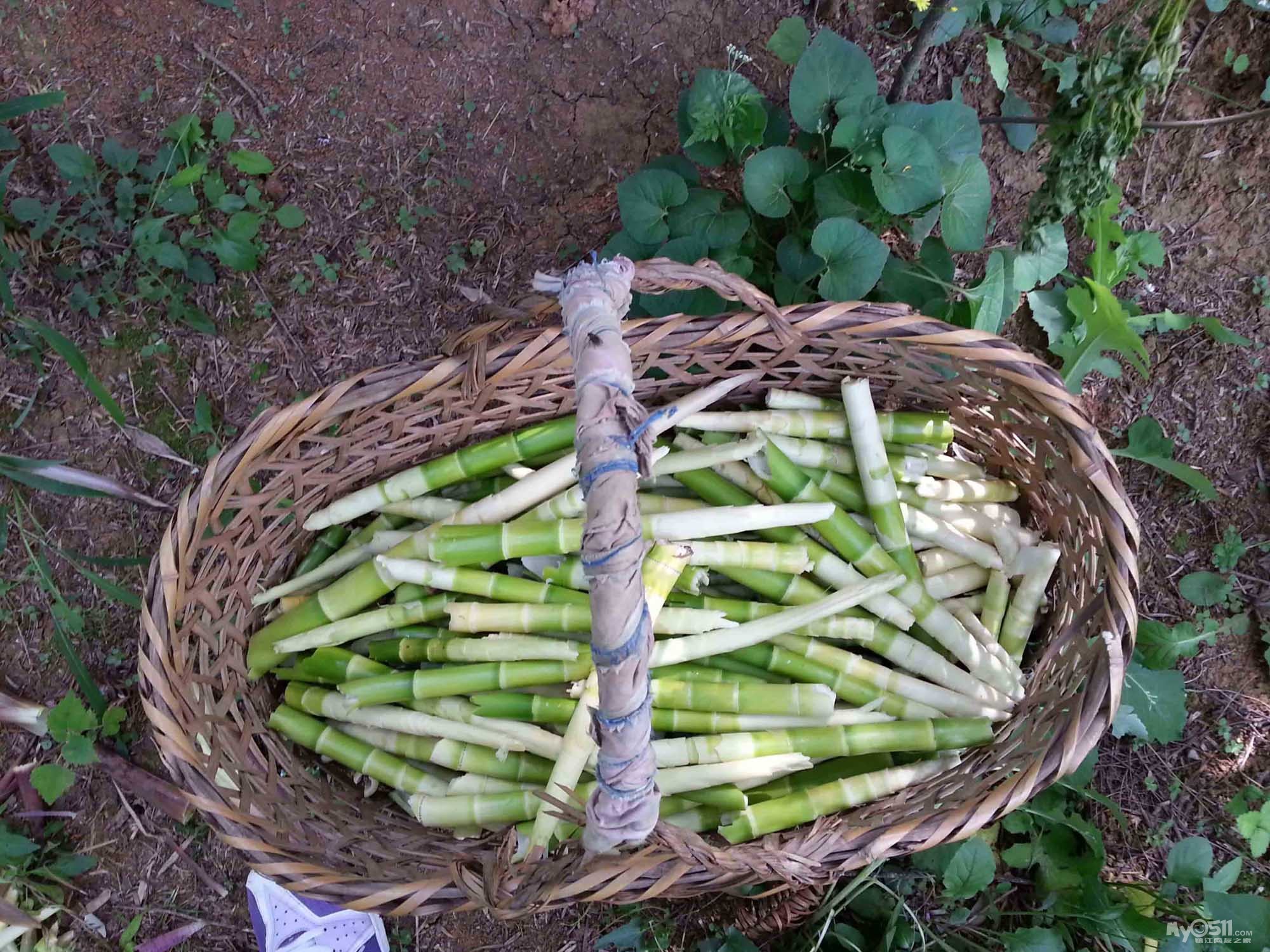 五一:安徽冶父山森林公园----挖竹笋记