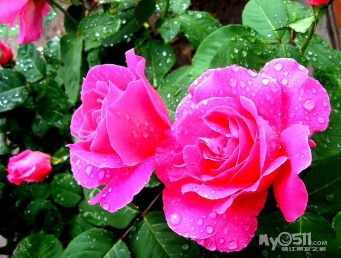 出售花草 - 花鸟鱼虫交易区 - 花鸟鱼虫 梦溪论坛 镇江,时事,招聘