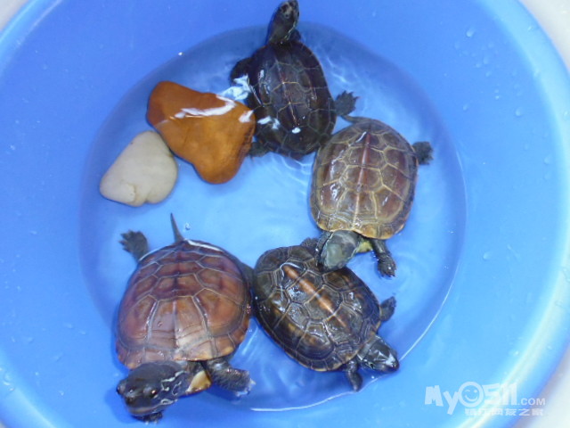 乌龟怎么知道什么时候能下蛋 1406111328d004b3bdbf3a8ef6.jpg