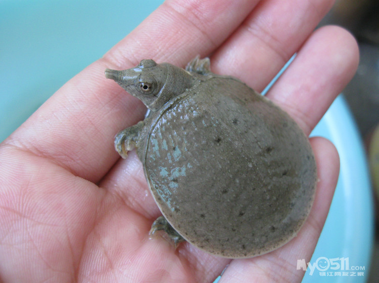 钓到只小甲鱼,放生还是养着?