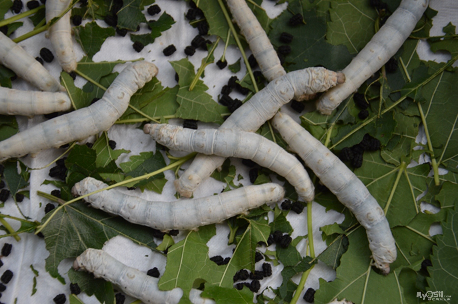 蚕的一生 由蚕子到蛾(多图)