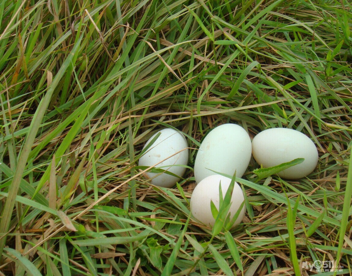 水库.茶园.赤脚涉水捡鸭蛋.怎一个"鲜"字了得.