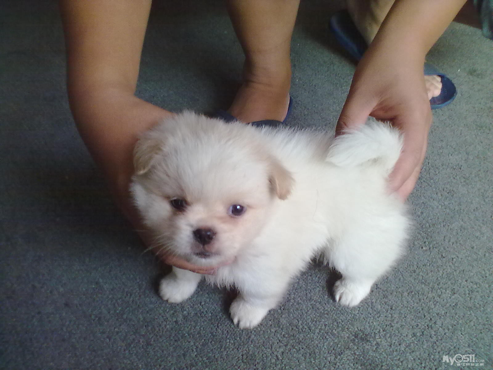 本人有一条金巴幼犬2个多月大母犬出售《附图》