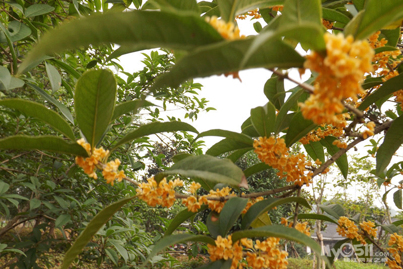 北固山桂子飘香 - 镇江知青 - 梦溪论坛 镇江,时