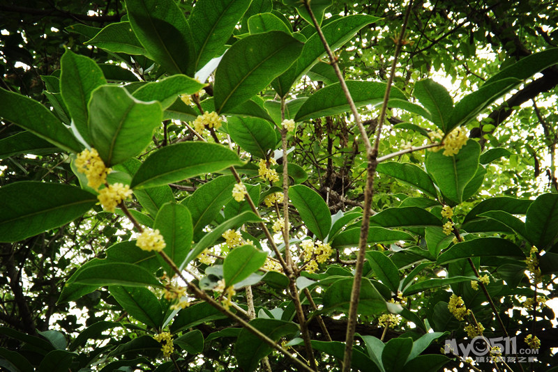 北固山桂子飘香 - 镇江知青 - 梦溪论坛 镇江,时