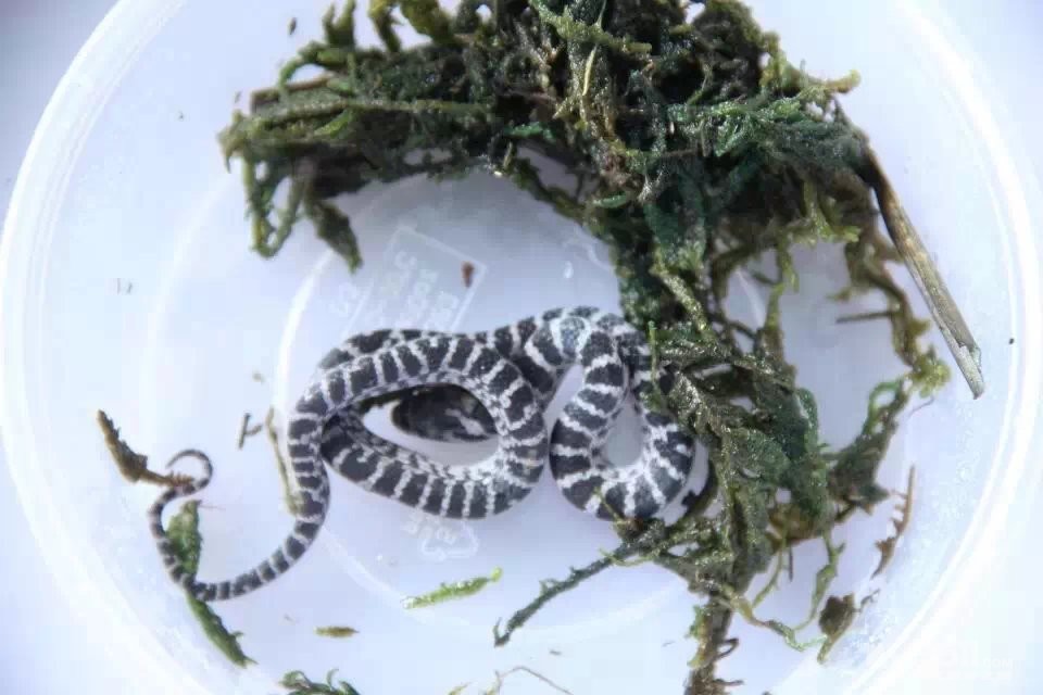 出售各种变异赤练蛇