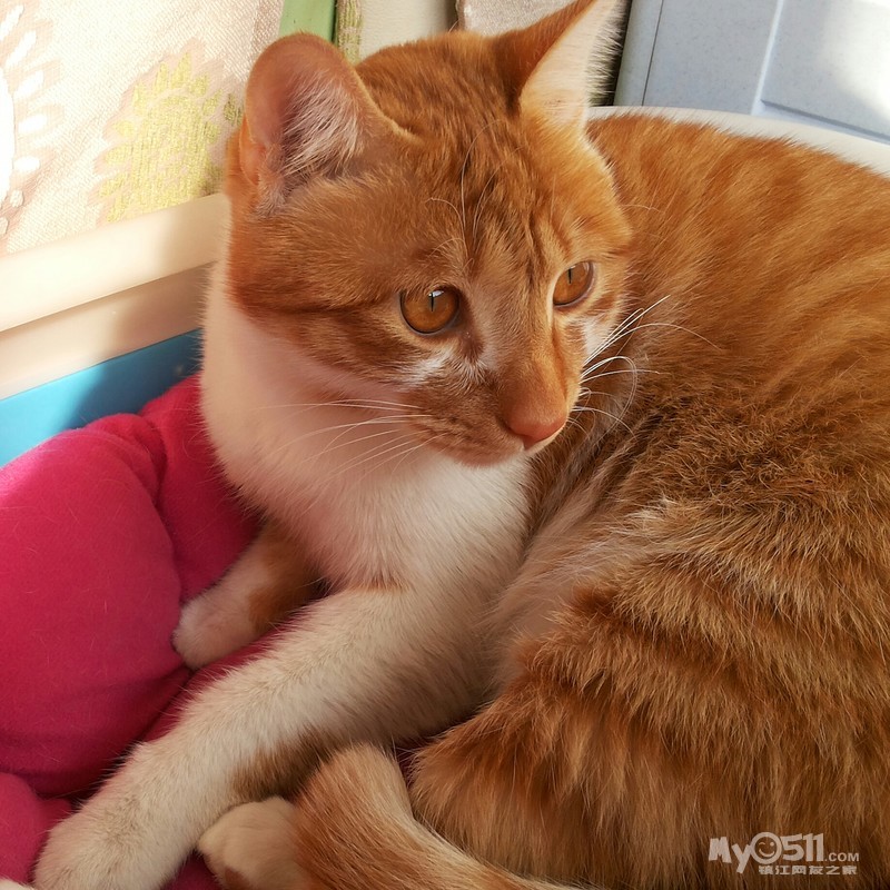 一年半猫猫求收养!