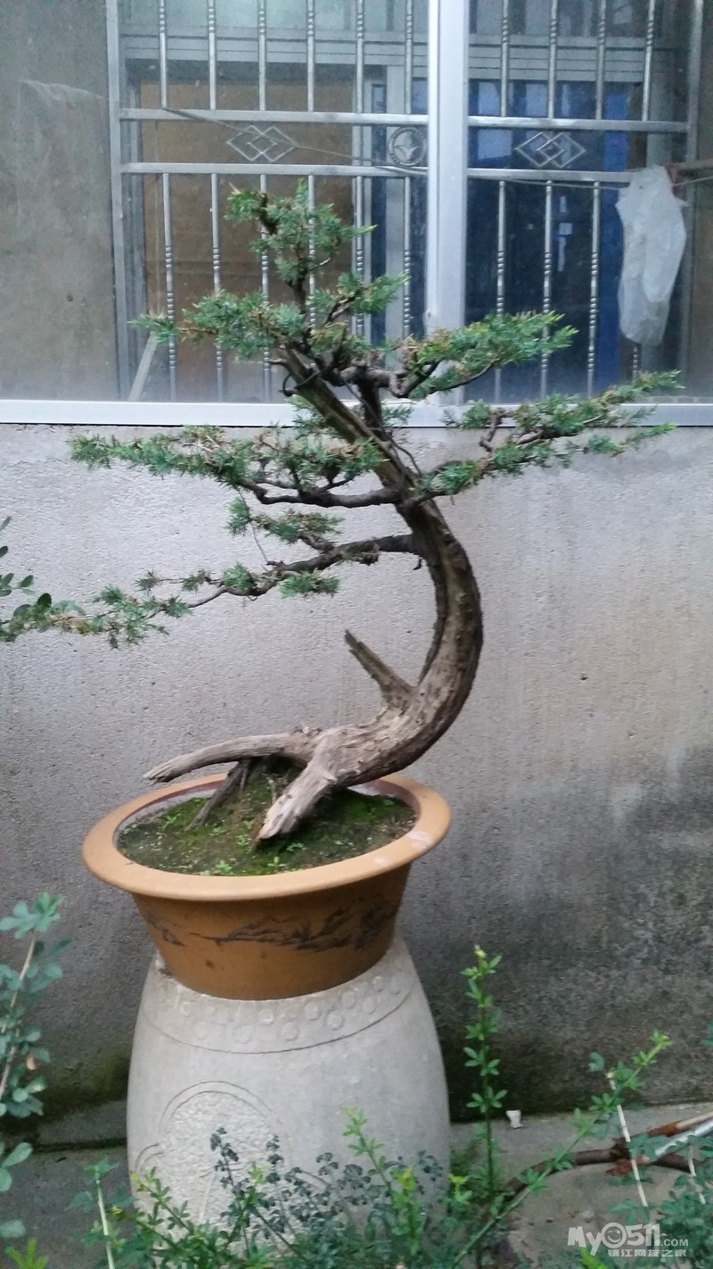 盆景种类多多,精品多多!