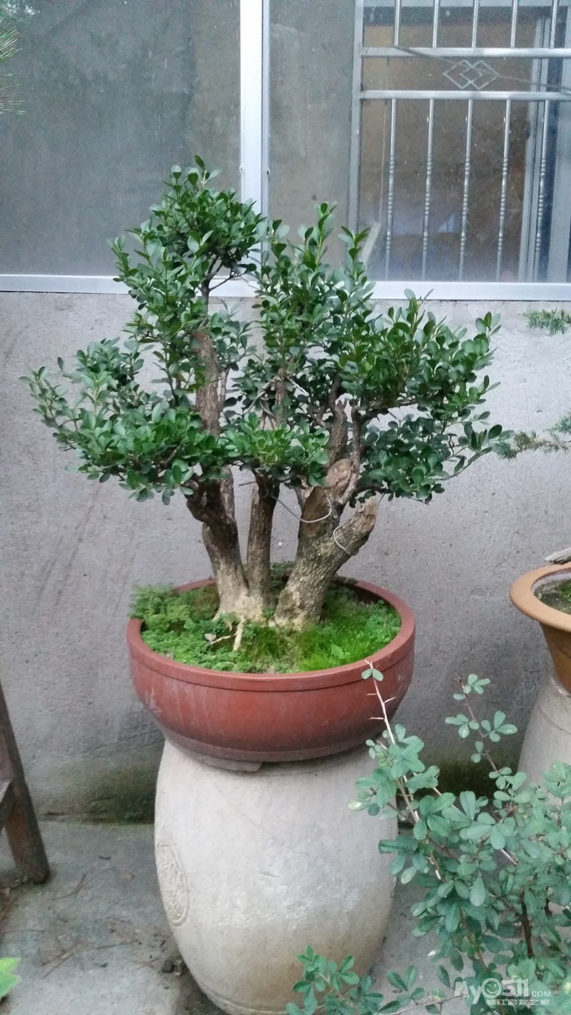 盆景种类多多,精品多多!