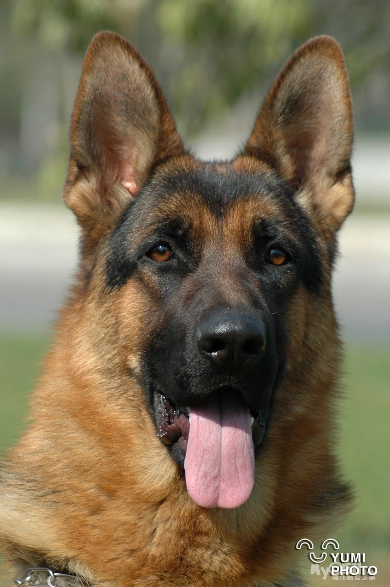 宠物市场 03 出售带耳号德牧一只  [  本帖最后由 爱德犬舍 于 14