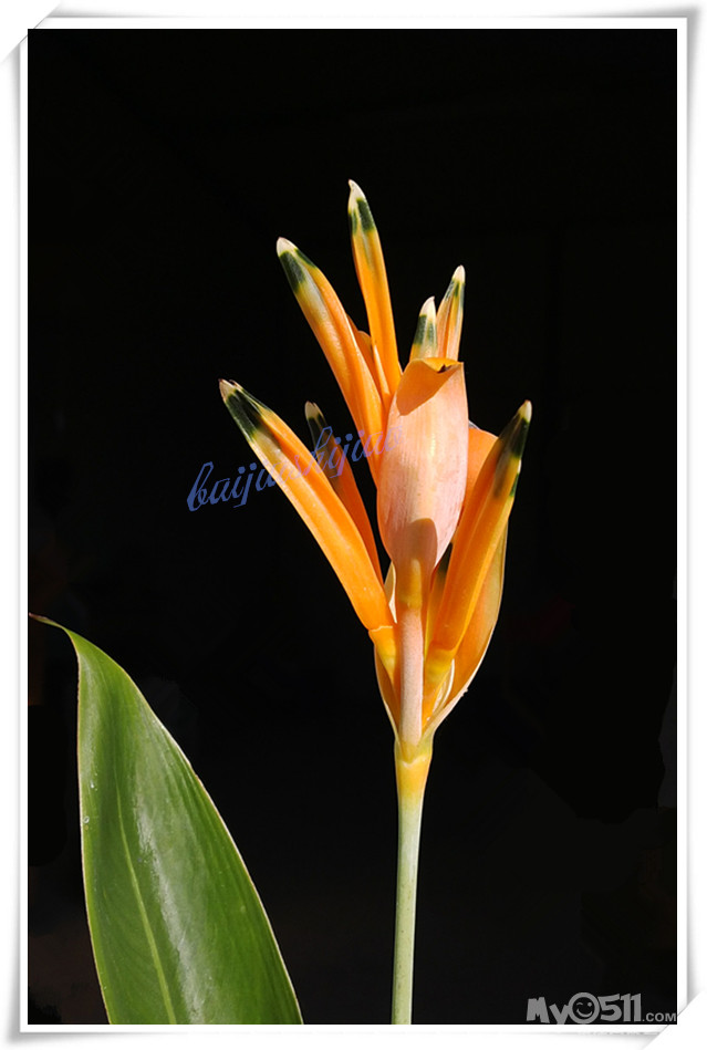 我的盆栽彩虹鸟开啦