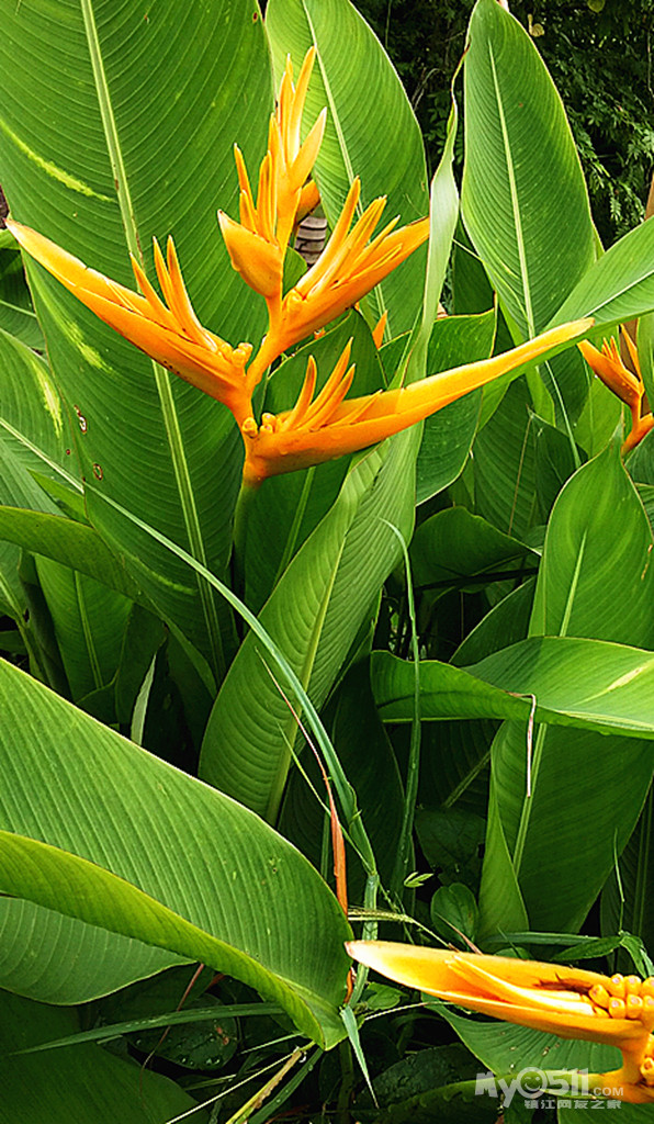 我的盆栽彩虹鸟开啦