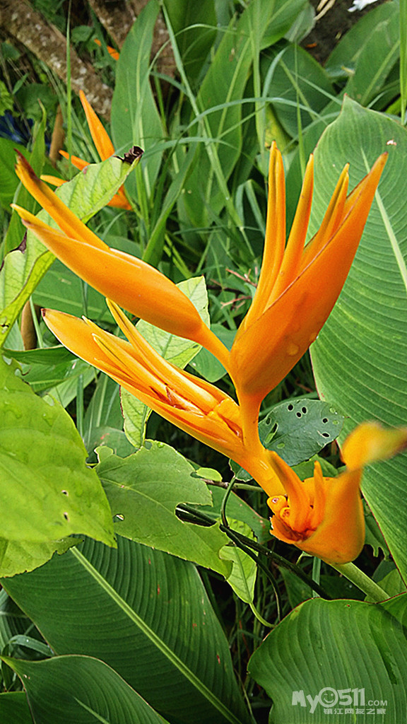 我的盆栽彩虹鸟开啦