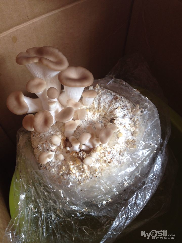 上午,秀珍菇的样子出来啦!而且周边还冒出了好多小小的!给力呀!