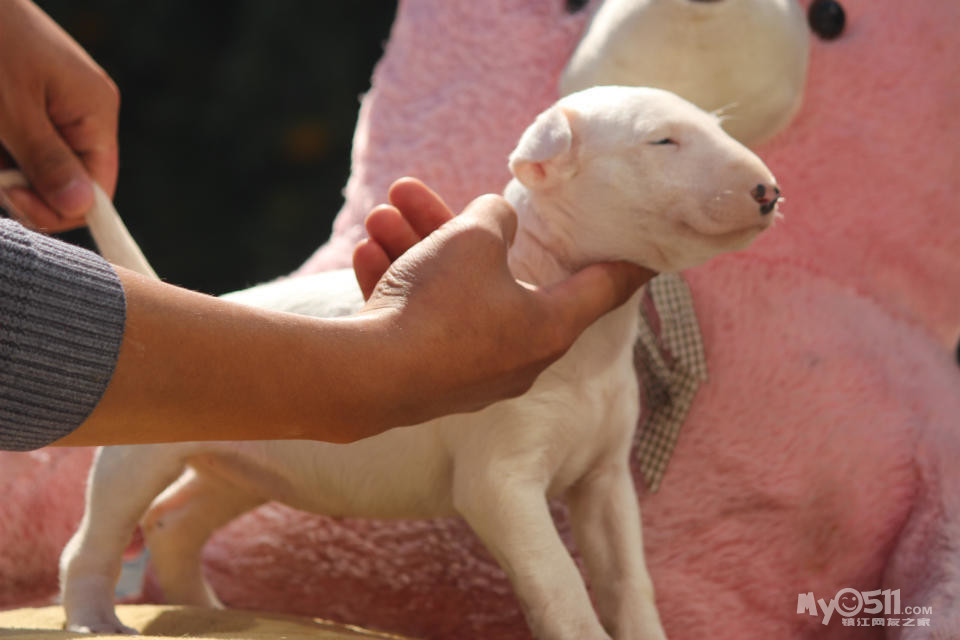 宠物市场 - 猫狗总动员 梦溪论坛 镇江,时事,招聘,求职,社区,房产