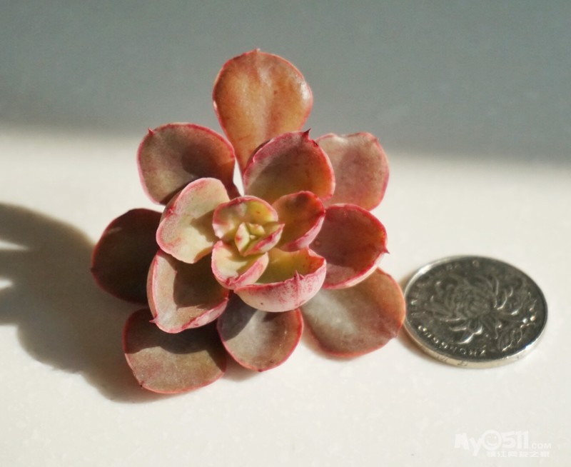 打包转自家养的多肉 玉珠冬云等3种冬云 紫燕 阿尔卑斯月影 红爪等