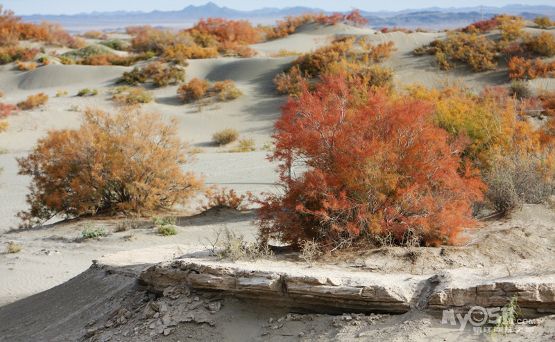 [我们爱旅行投稿]深秋胡杨
