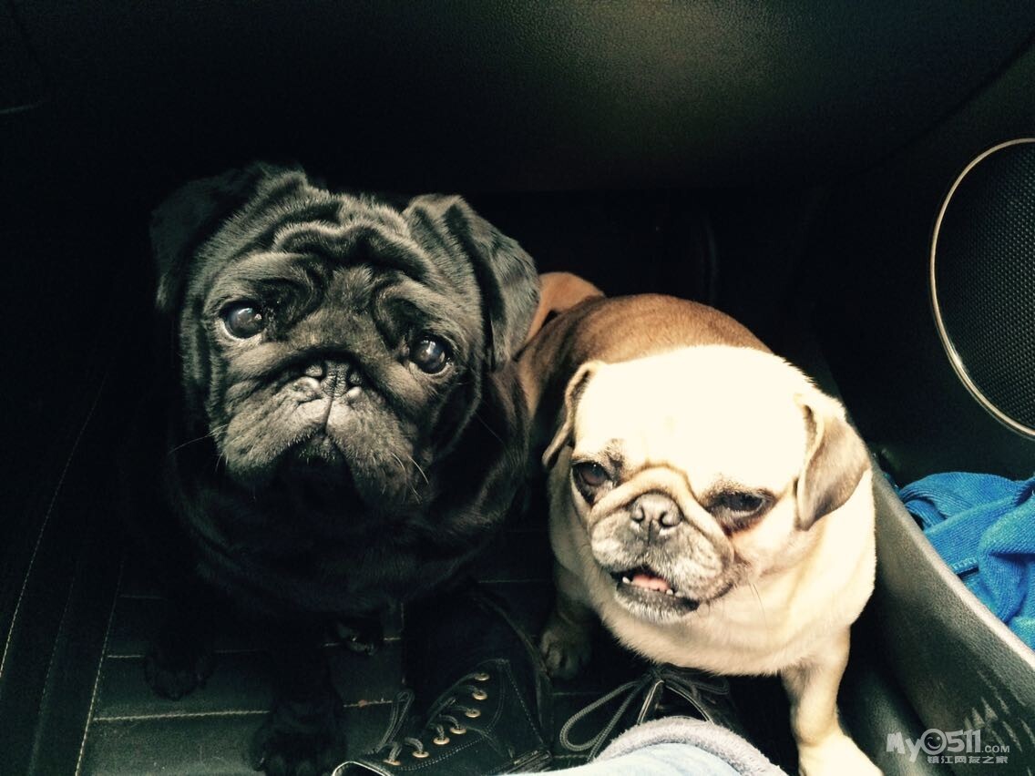 纯种黑色巴哥对外配种