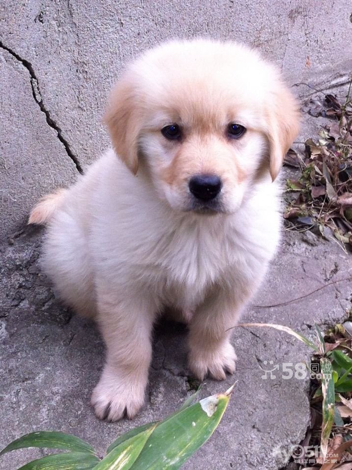 工作原因忍痛转让小金毛一只