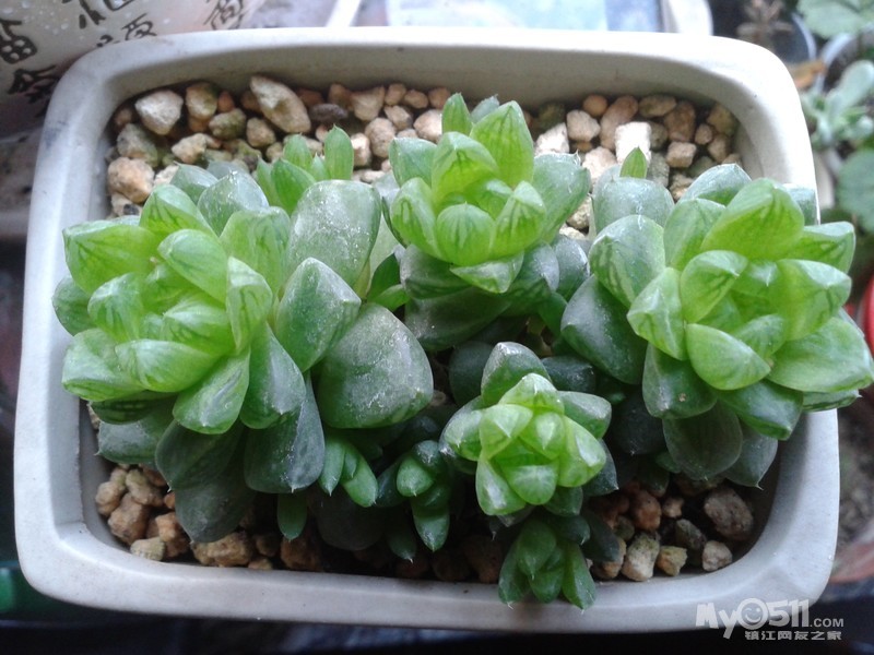 玉露老庄连盆60元