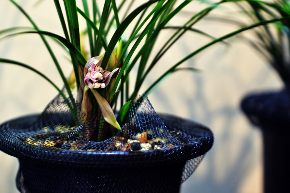 >>>tom9877>>春天里---甘露兰花  tom9877   