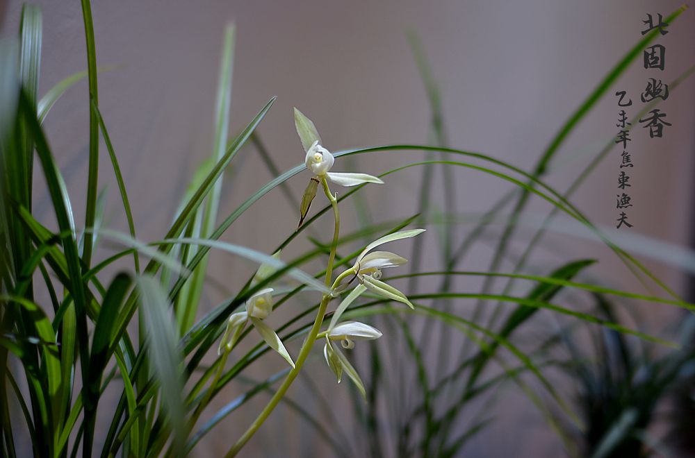 阵阵幽香轻袭来--一组北固山兰花