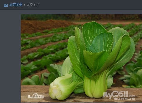 下面是青菜和油菜的百度图片,大家看看有什么区别
