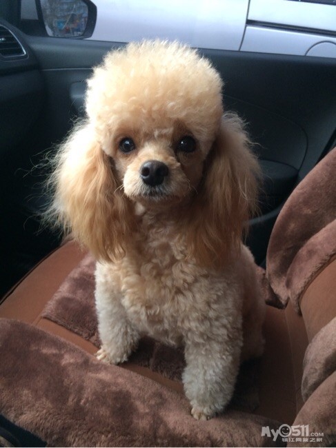 凯迪宠物之呆萌折耳袭来 - 宠物市场 - 猫狗总动员 梦溪论坛 镇江