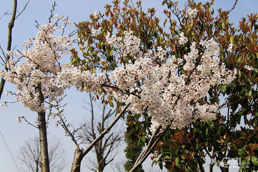 3月28--29句容賞花照片下載