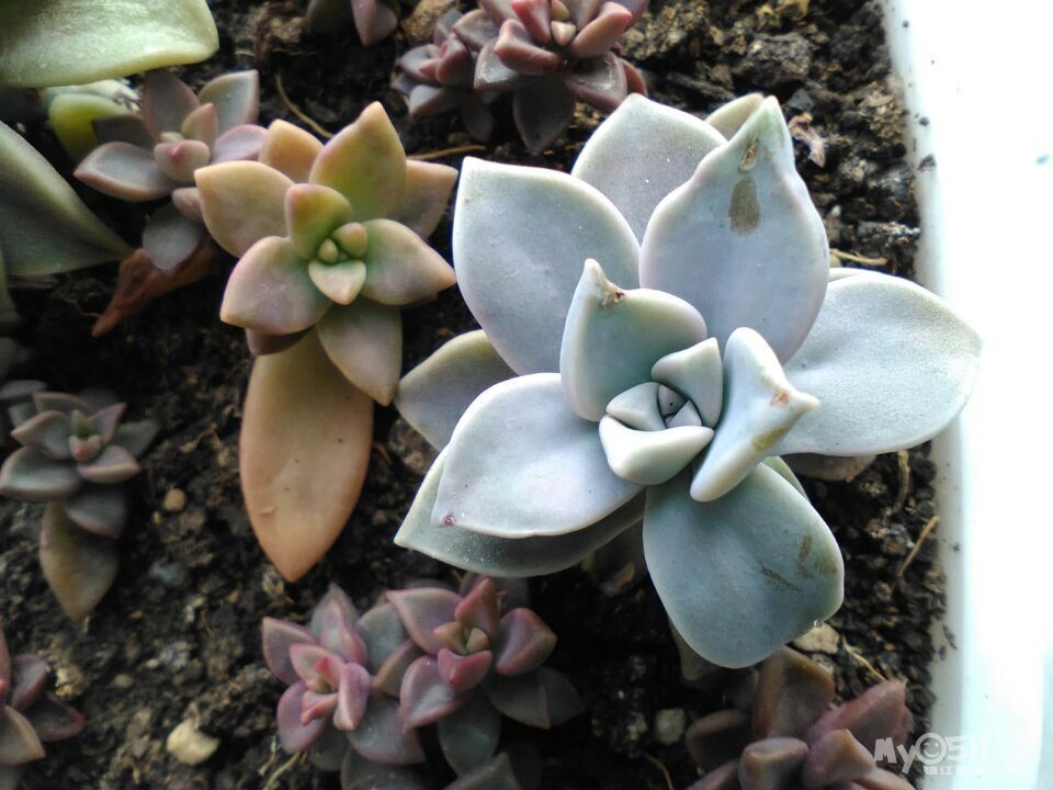 分享多肉姬胧月胧月苗