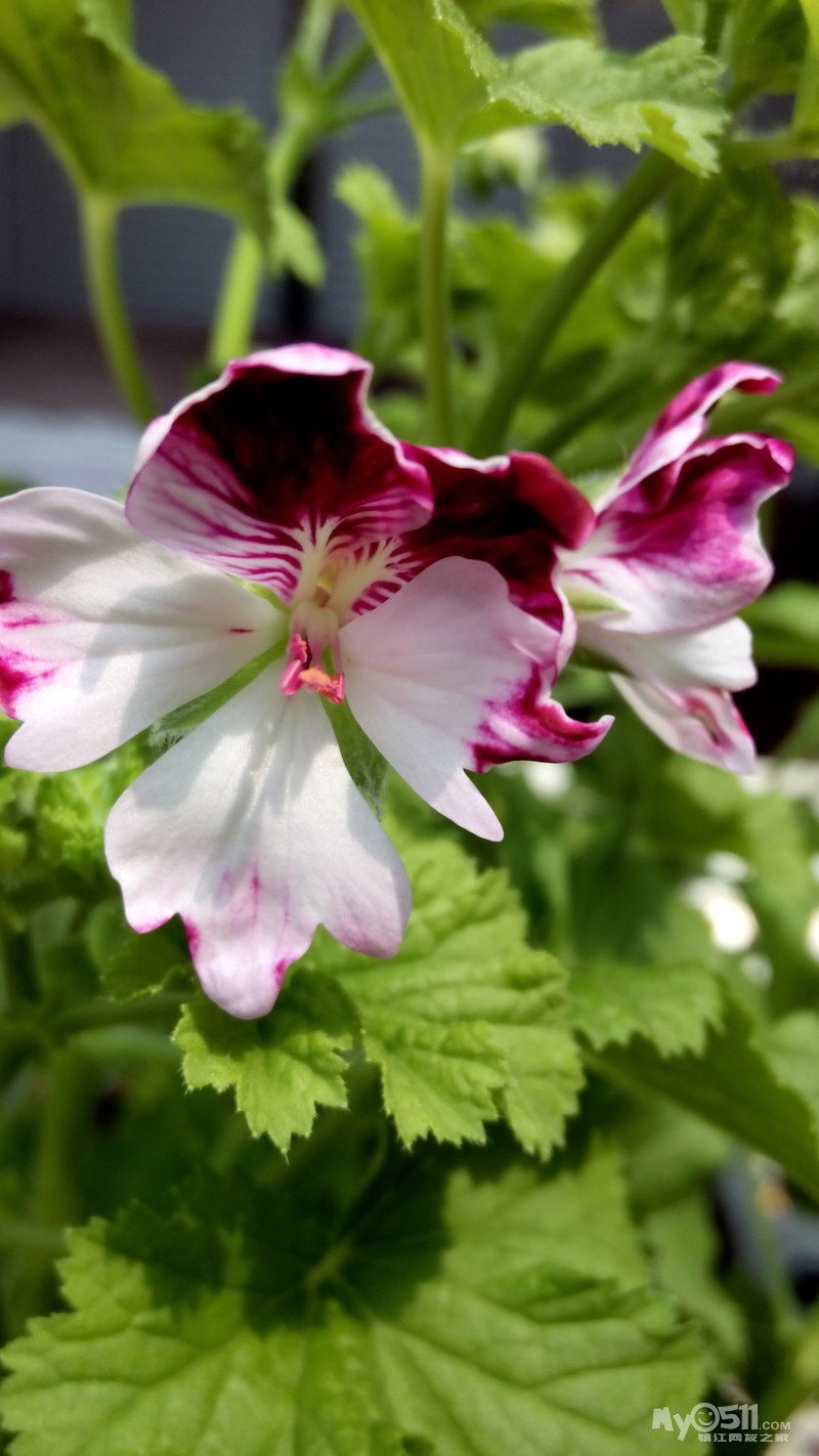 花鸟鱼虫 花鸟鱼虫交易区 03 出售 天竺葵和天使苗 黛比   天竺葵