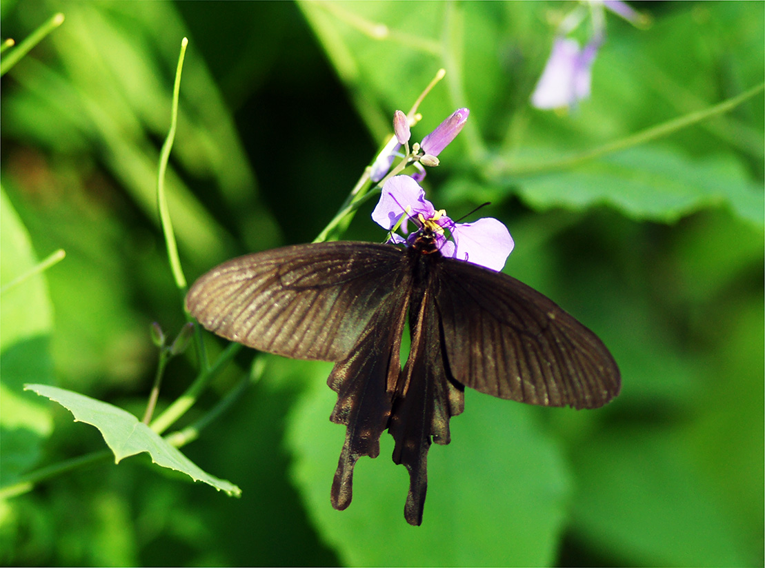 标题: 南山黑凤蝶