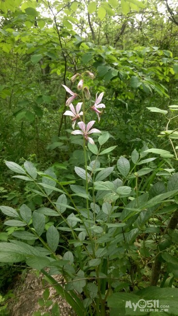 褃的醉翁亭  至於负者歌於途  行者休於树  前者呼  后者应  伛偻不绝
