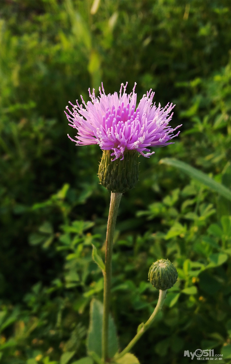 爪机拍世界.更新至--《兜兰与粉牛》