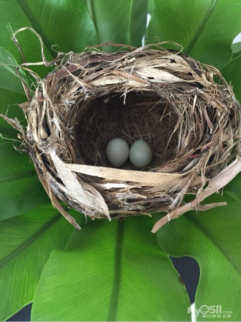 我家的玉树下惊现鸟窝 连续两天下蛋了求懂行的大神看看是啥鸟 乌鸦