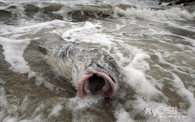 参考人类吃遍各物种的黑历史,大多数人还是更喜欢牛,羊,鹿这样的草食