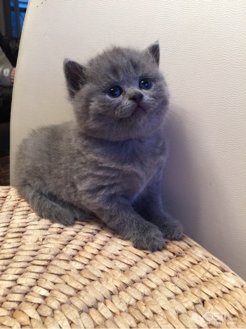 苏折宝宝找家咯 - 宠物市场 - 猫狗总动员 梦溪论坛 镇江,时事,招聘