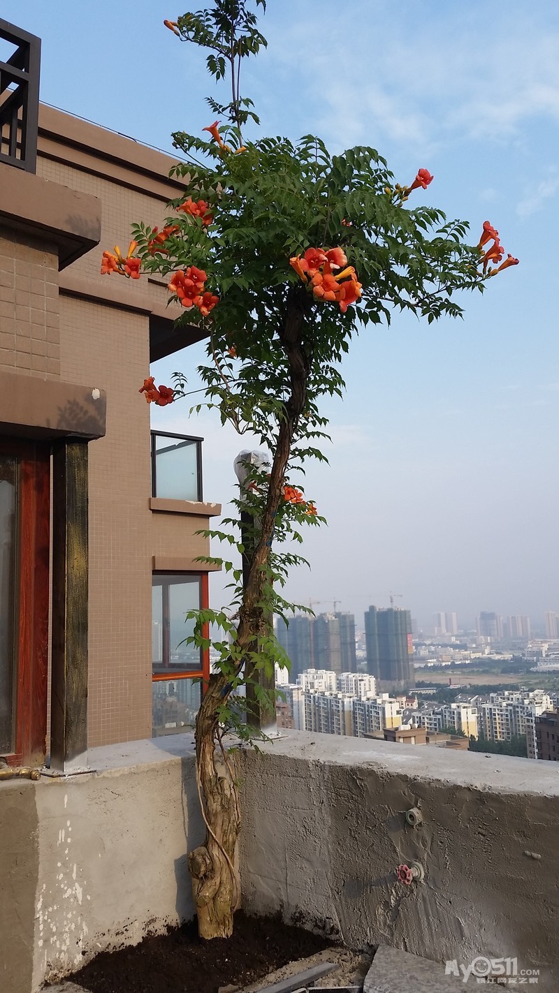 凌霄一株,先行进驻空中花园