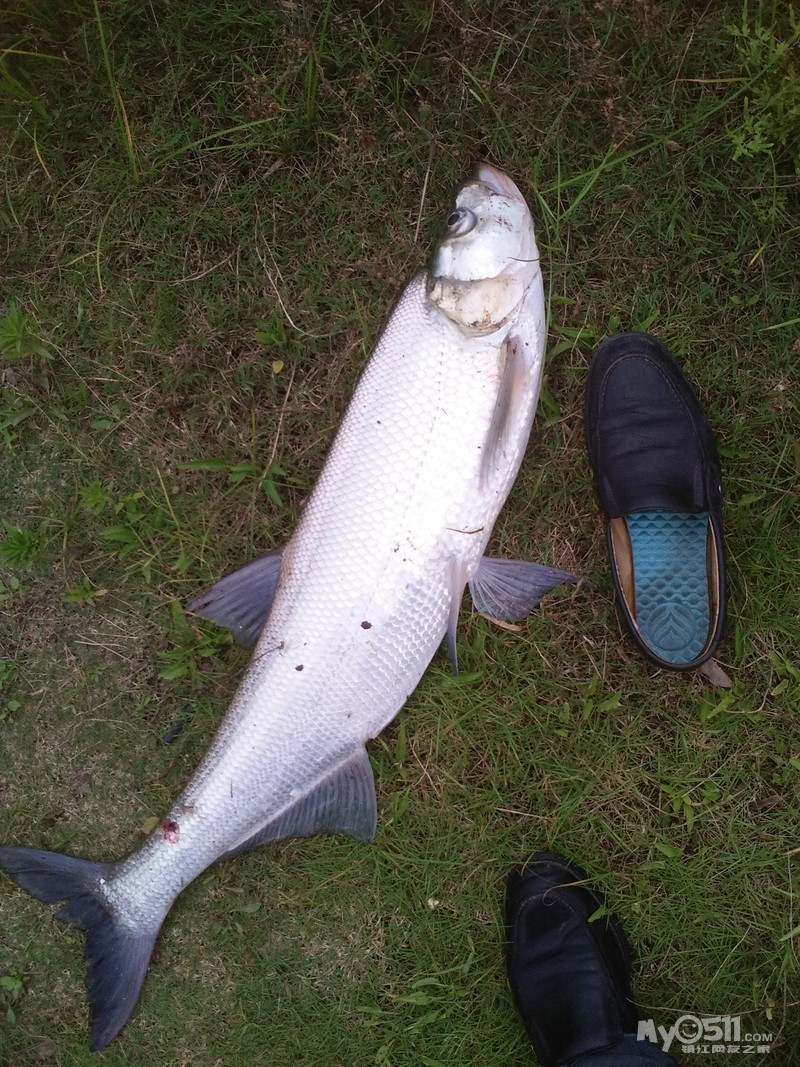 江海之门今天下午5:30又见大鱼 翘嘴白