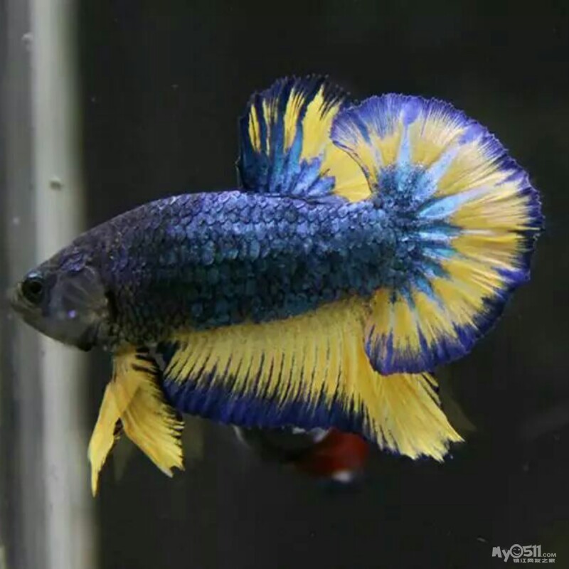 03 出斗鱼18505118939