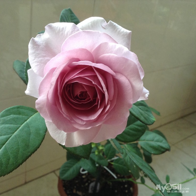 转让欧月蓝色风暴,真宙,真的很美