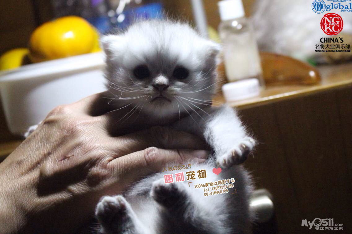 哆利家 精品苏格兰折耳 高地mm,现在全部特价啦 ,喜欢咪咪的进来不要