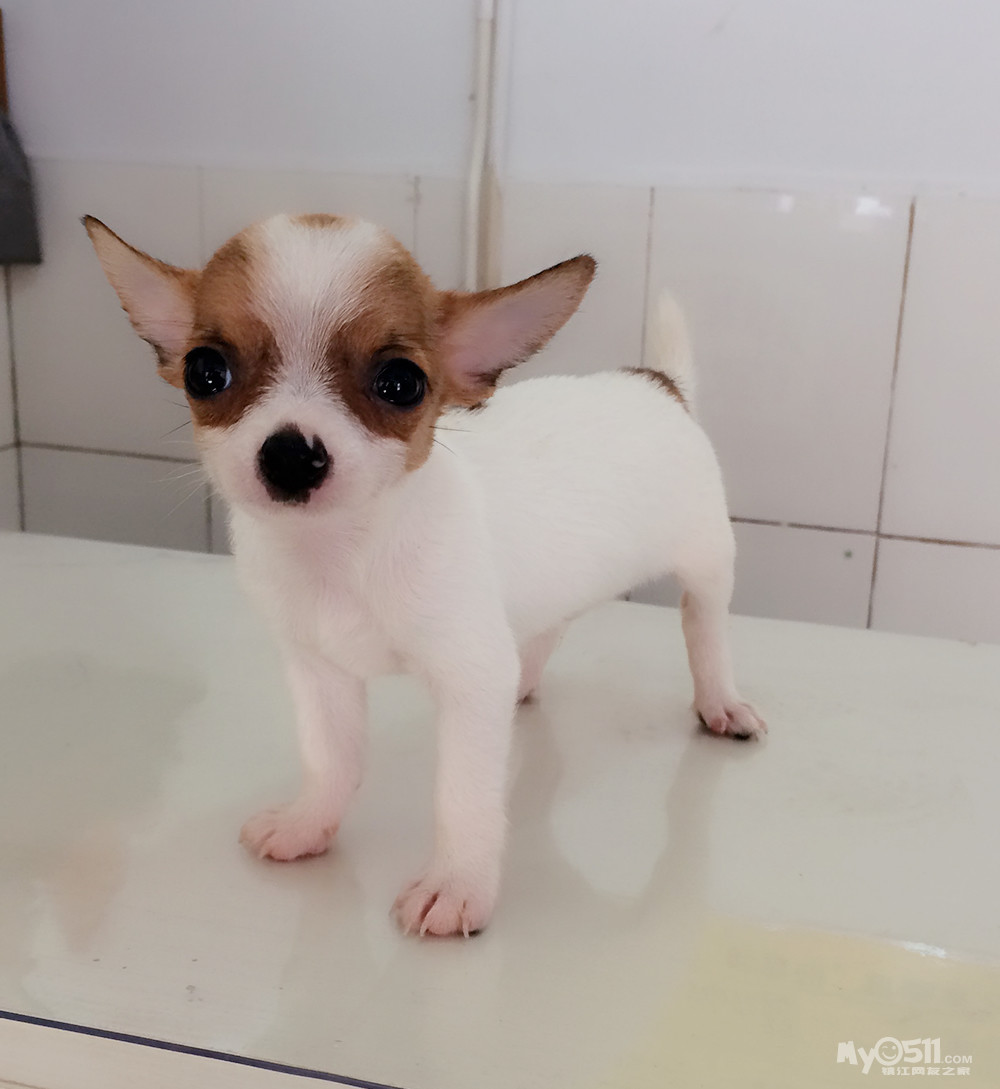 玲珑宠物坊 黄白花色吉娃娃弟弟(已售)