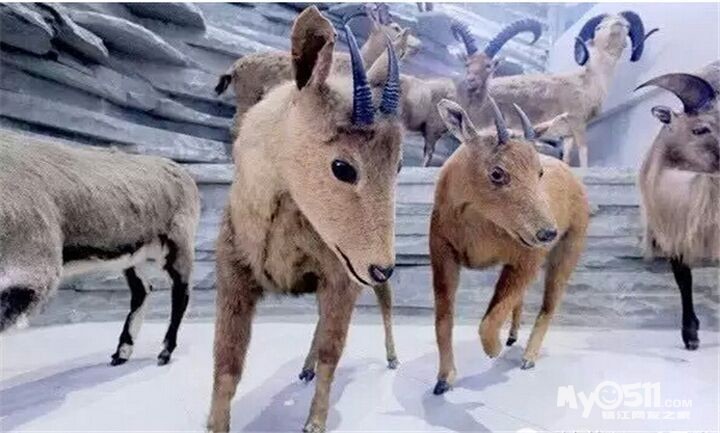 10月3-4日上海长风海洋世界+自然博物馆+科技