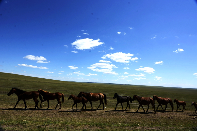 呼伦贝尔草原-清凉且广阔的世界