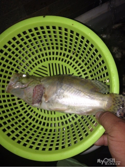 新手第一条鱼哈哈哈 - 镇江钓友之家 - 梦溪论坛 镇江,时事,招聘,求职