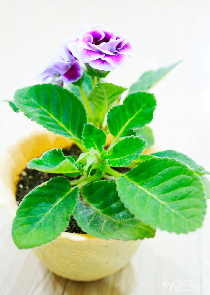 出一株大岩桐,15元,有实物图