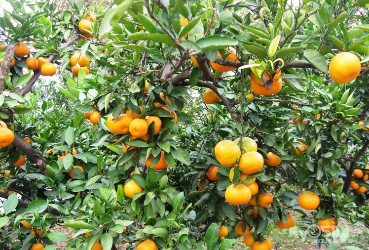 橘子红了 江心美了——2015镇江江心洲第八届柑橘节即将开幕啦!