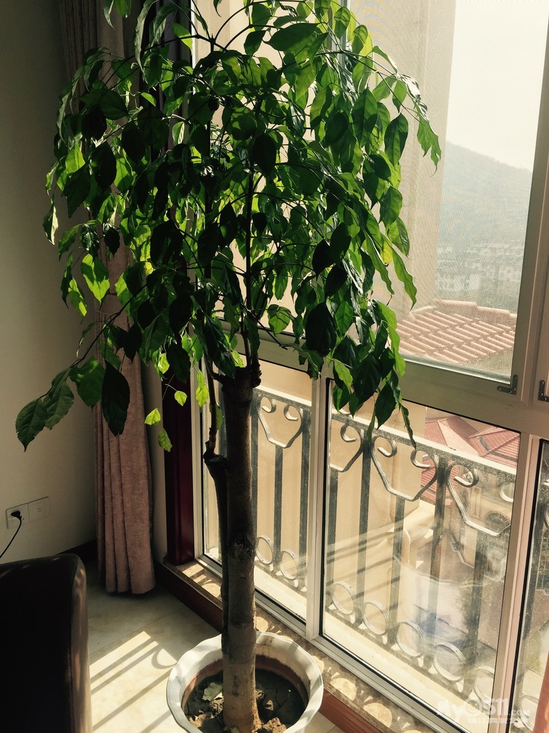 转让绿宝树 - 闲置转让 - 梦溪论坛 镇江,时事,招